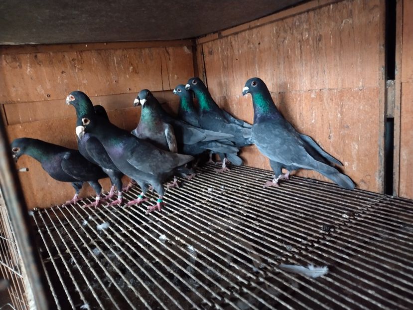  - ANDALUZI HOMOZIGOTI