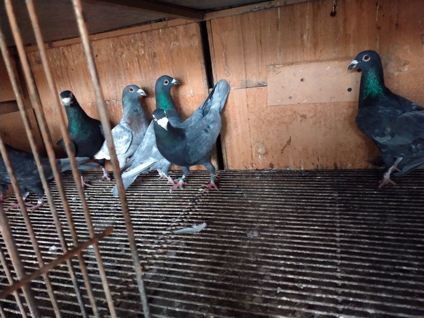  - ANDALUZI HOMOZIGOTI