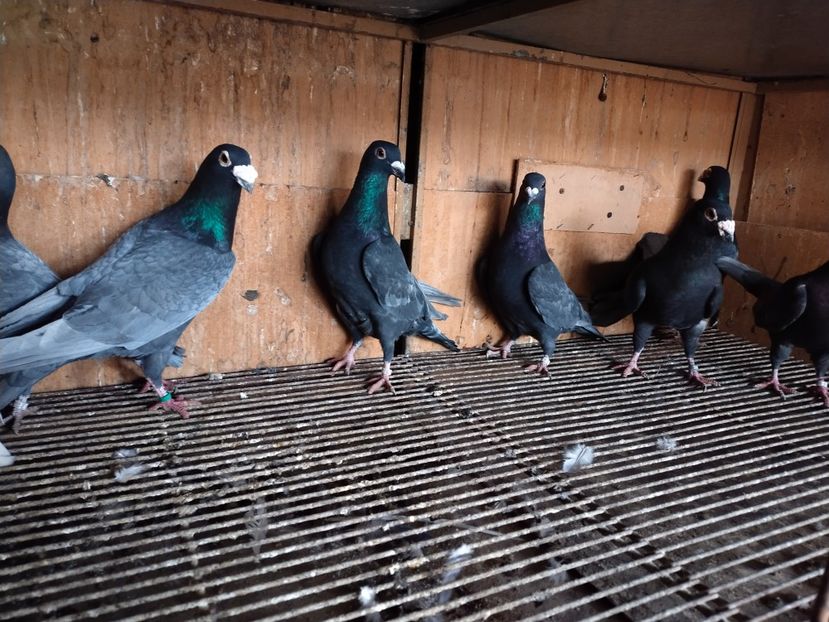  - ANDALUZI HOMOZIGOTI