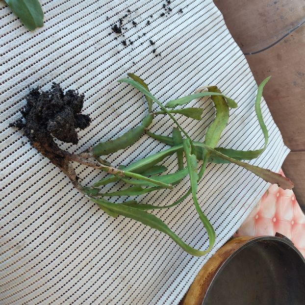  - VAND EPYPHYLLUM 2022