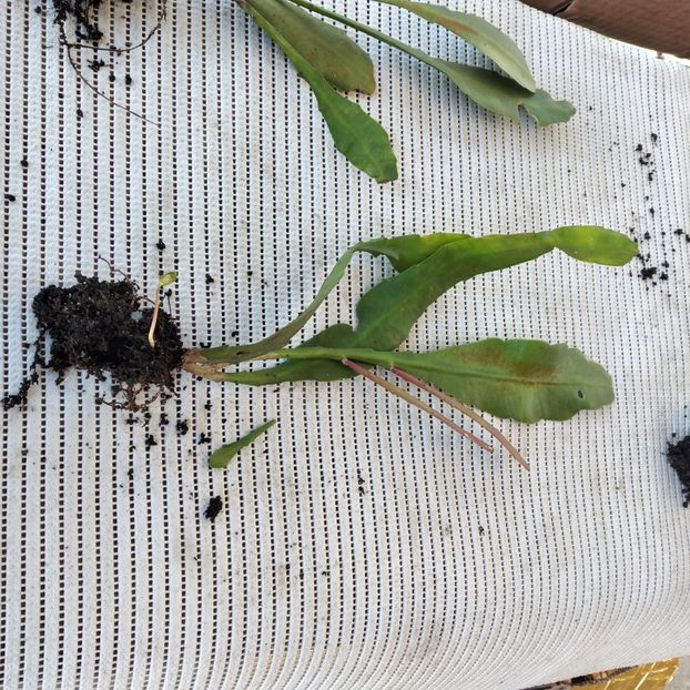25 lei - VAND EPYPHYLLUM 2022
