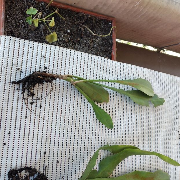  - VAND EPYPHYLLUM 2022