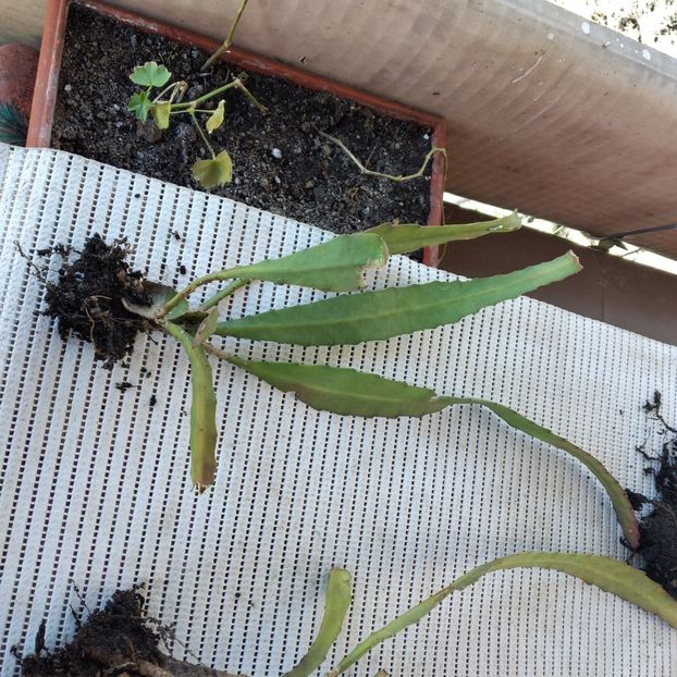  - VAND EPYPHYLLUM 2022