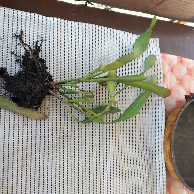  - VAND EPYPHYLLUM 2022