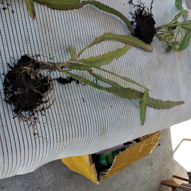  - VAND EPYPHYLLUM 2022