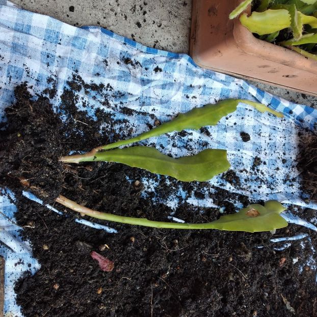 10 lei - VAND EPYPHYLLUM 2022