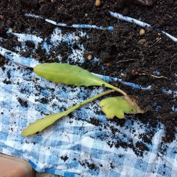 15 lei - VAND EPYPHYLLUM 2022