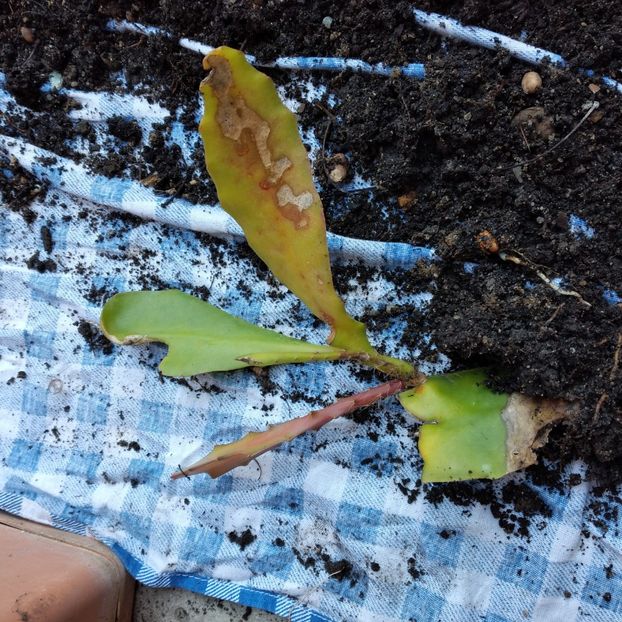 15 lei - VAND EPYPHYLLUM 2022