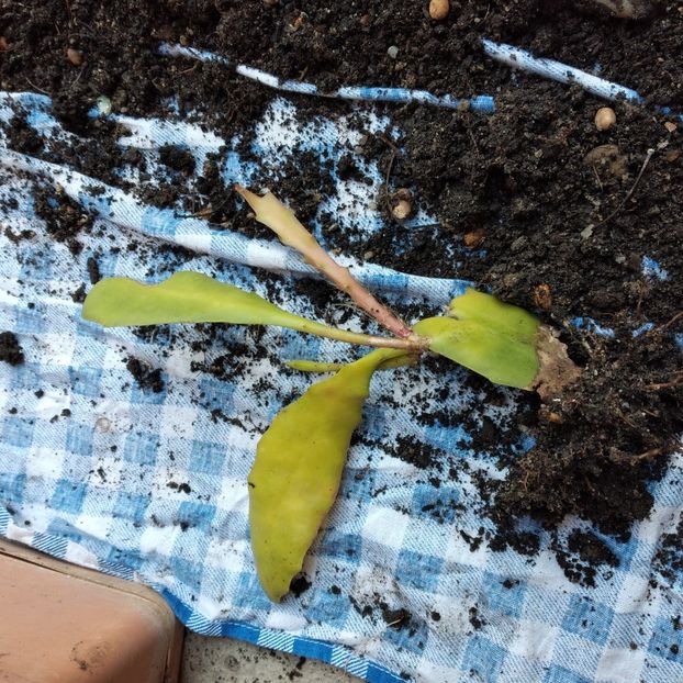 15 lei - VAND EPYPHYLLUM 2022