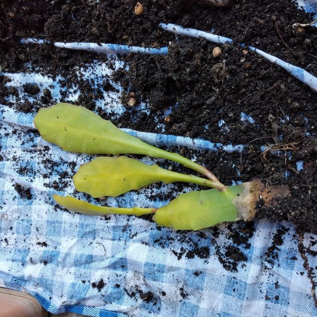 20 lei - VAND EPYPHYLLUM 2022