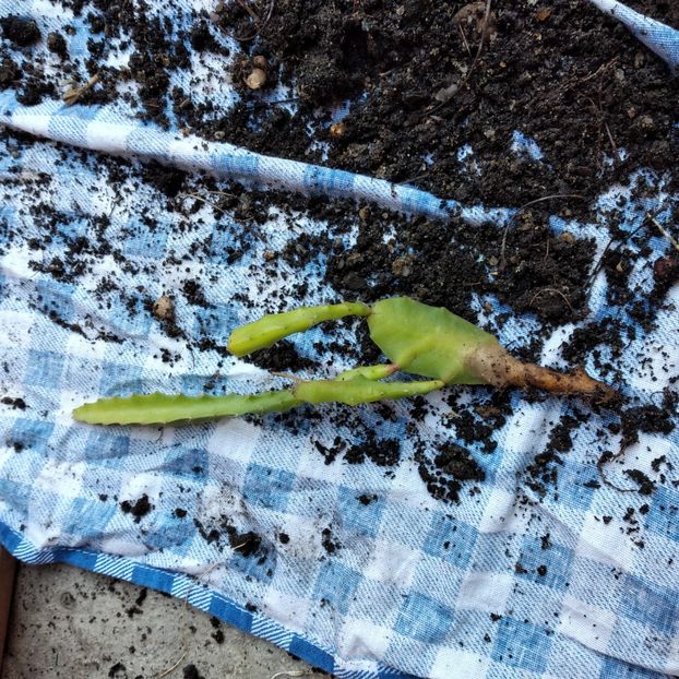 15 lei - VAND EPYPHYLLUM 2022