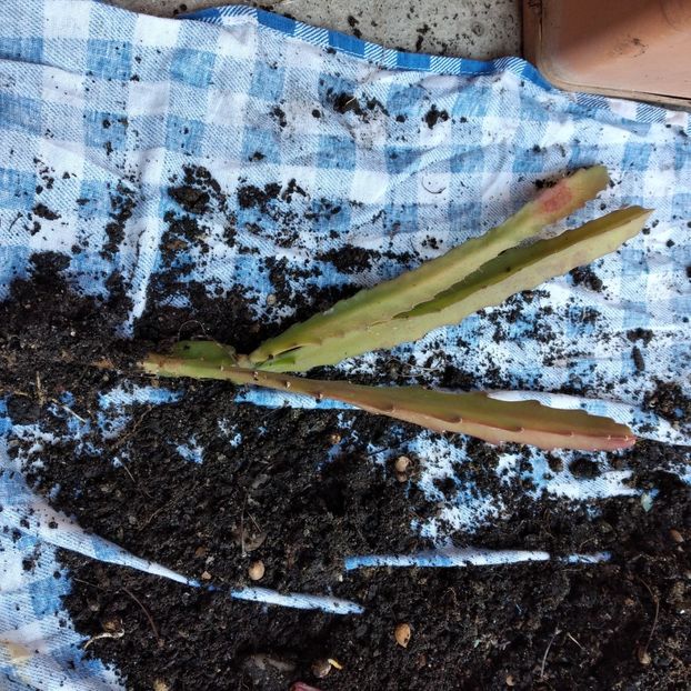 20 lei - VAND EPYPHYLLUM 2022