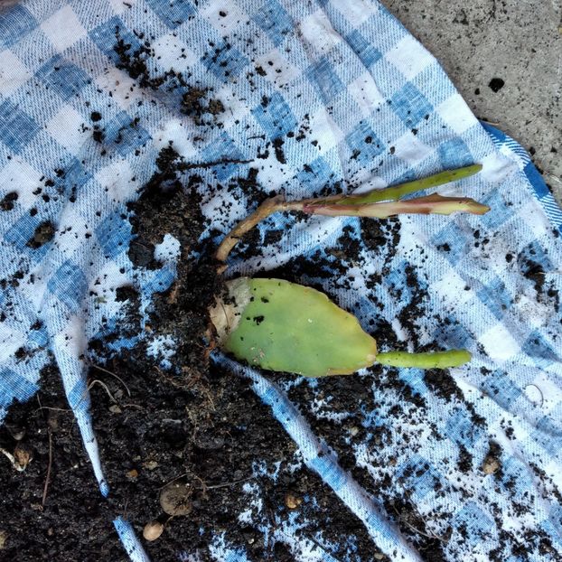 20 lei - VAND EPYPHYLLUM 2022