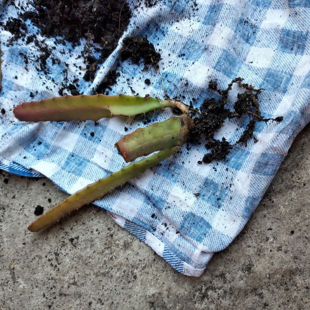 20 lei - VAND EPYPHYLLUM 2022