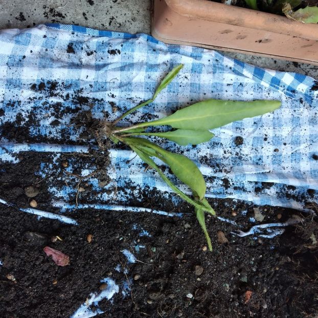 30 lei - VAND EPYPHYLLUM 2022