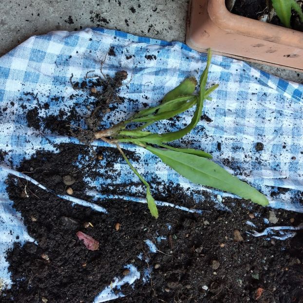 30 lei - VAND EPYPHYLLUM 2022