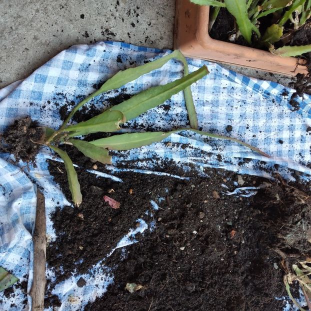 30 lei - VAND EPYPHYLLUM 2022