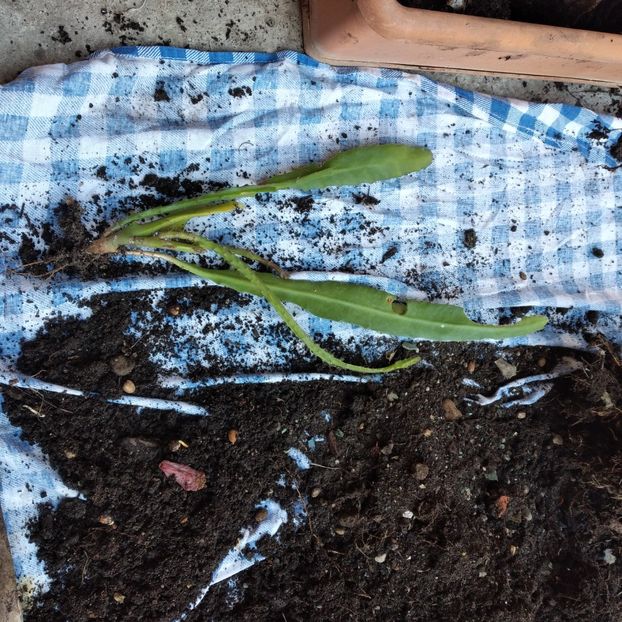 30 lei - VAND EPYPHYLLUM 2022