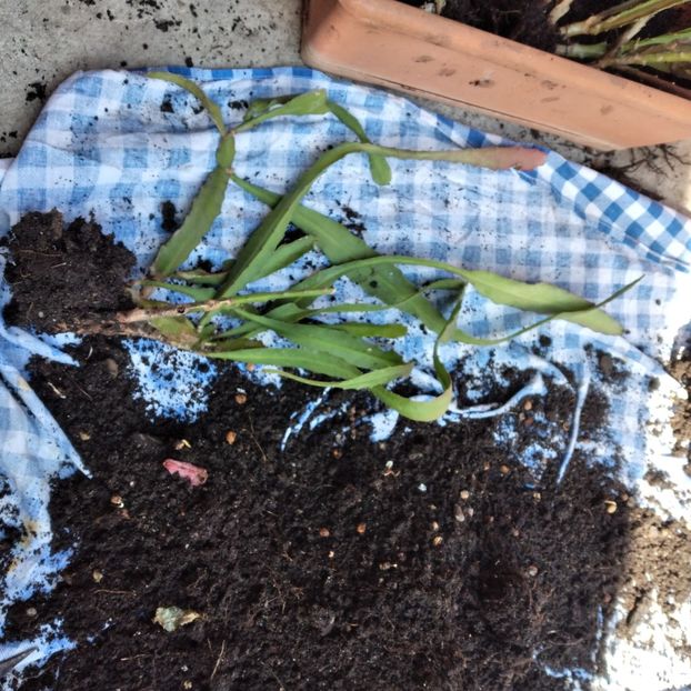 35 lei - VAND EPYPHYLLUM 2022