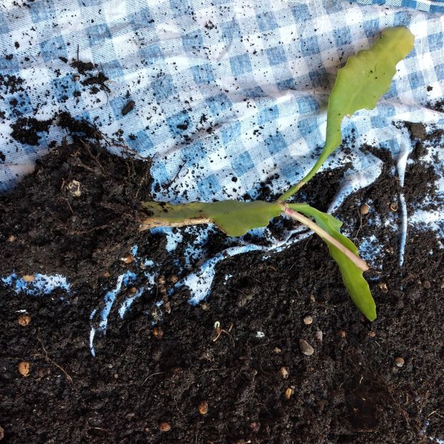 15 lei - VAND EPYPHYLLUM 2022