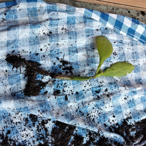 10 lei - VAND EPYPHYLLUM 2022