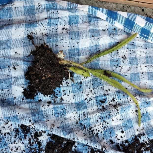 15 lei - VAND EPYPHYLLUM 2022