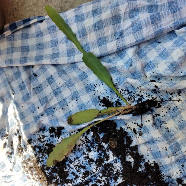 20 lei - VAND EPYPHYLLUM 2022