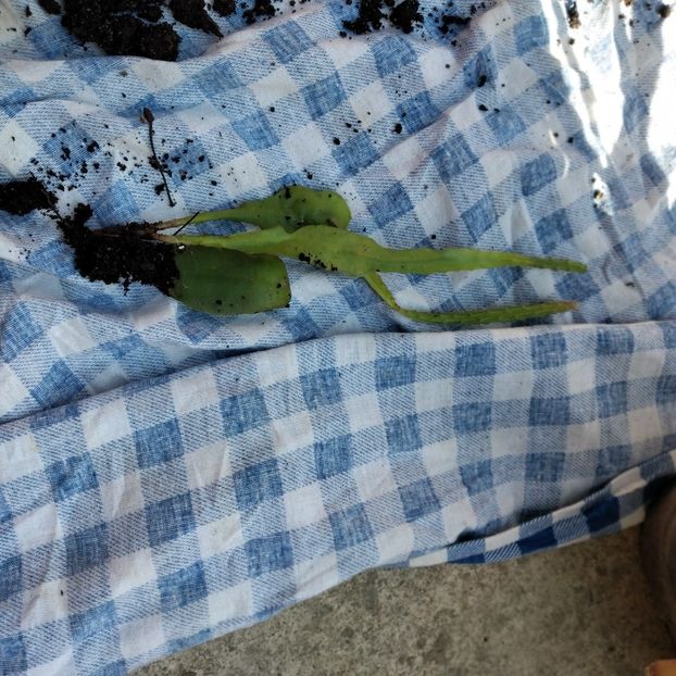 20 lei - VAND EPYPHYLLUM 2022