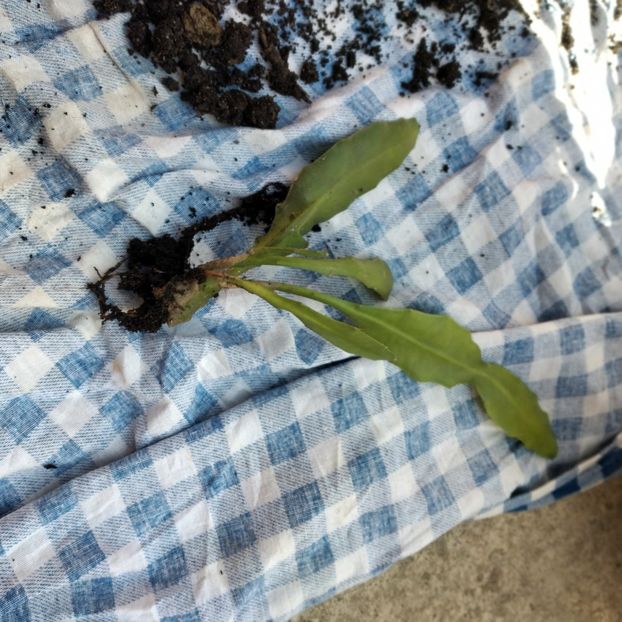 25 lei - VAND EPYPHYLLUM 2022