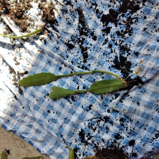 10 lei - VAND EPYPHYLLUM 2022