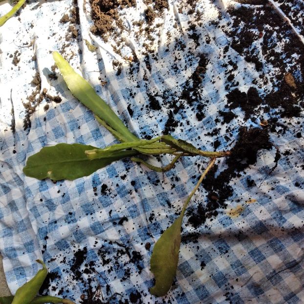 25 lei - VAND EPYPHYLLUM 2022