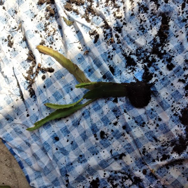 20 lei - VAND EPYPHYLLUM 2022