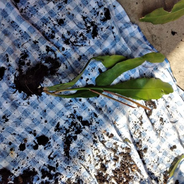 25 lei - VAND EPYPHYLLUM 2022