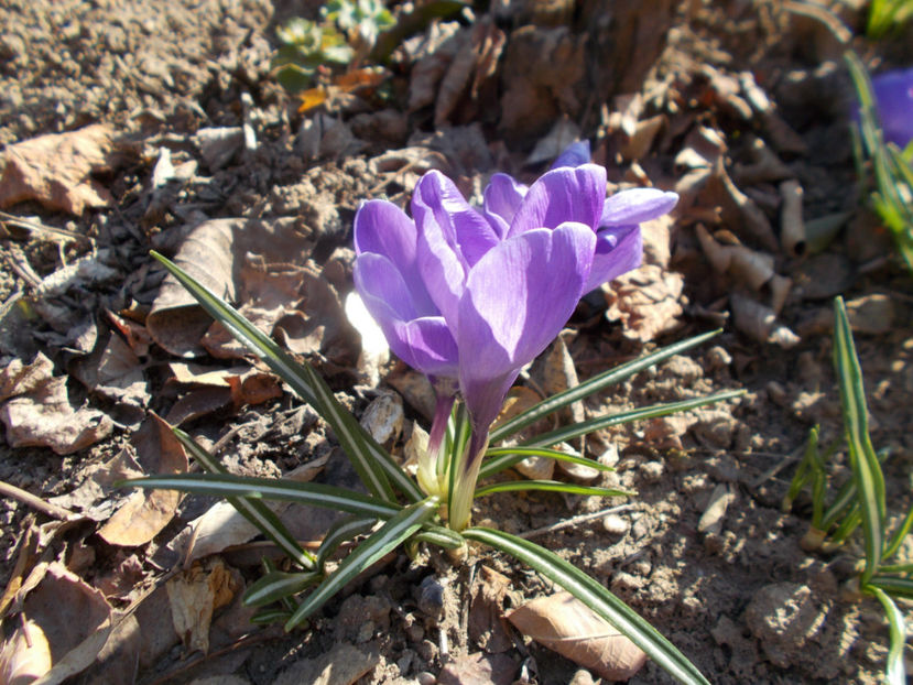  - Flori de gradina-2016-2017-2018-2019-2022