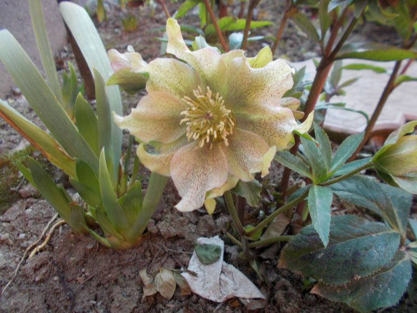  - HELLEBORUS 2020-2021-2022