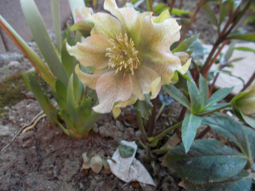  - HELLEBORUS 2020-2021-2022