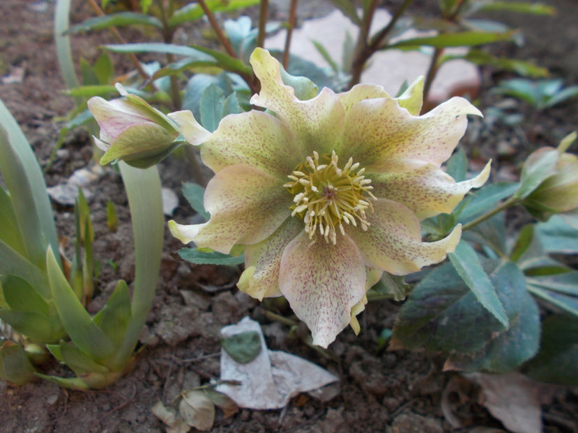  - HELLEBORUS 2020-2021-2022