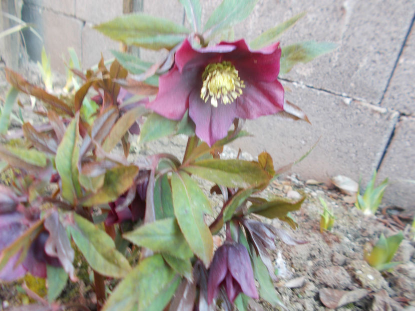 grena inchis - HELLEBORUS 2020-2021-2022