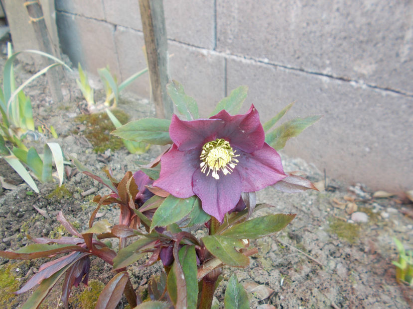  - HELLEBORUS 2020-2021-2022