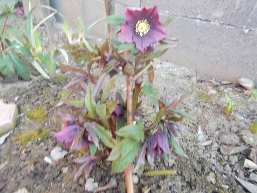  - HELLEBORUS 2020-2021-2022