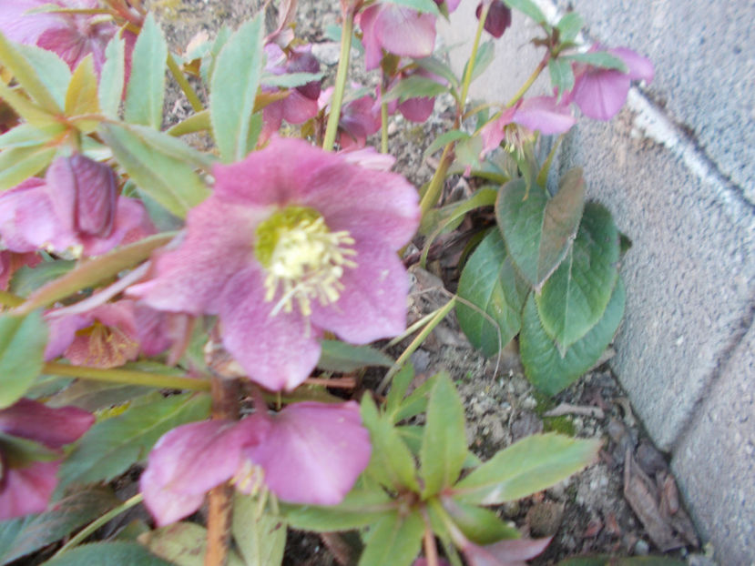  - HELLEBORUS 2020-2021-2022