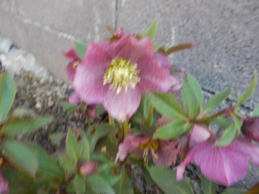  - HELLEBORUS 2020-2021-2022