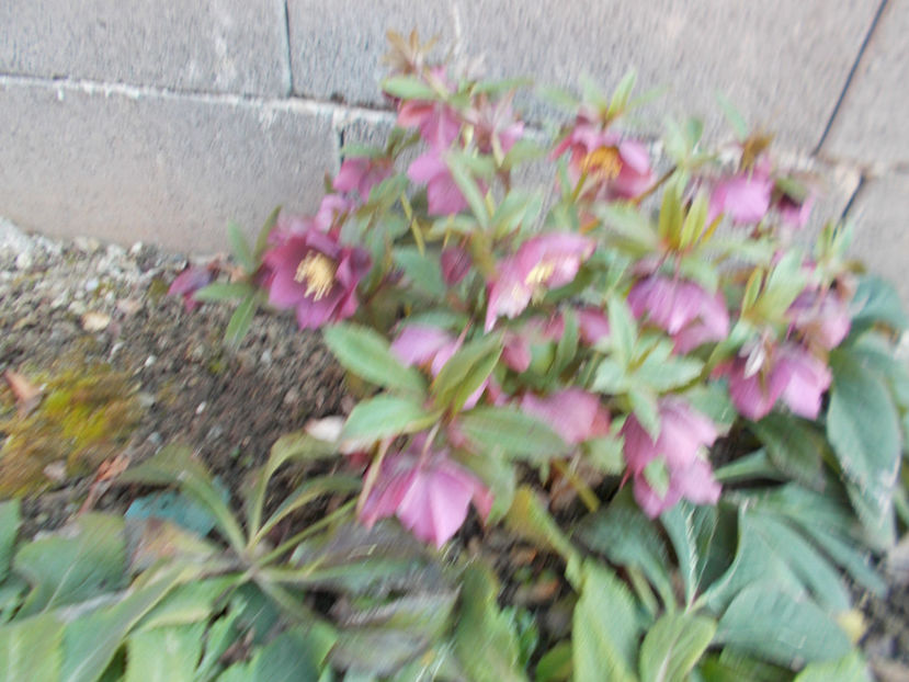  - HELLEBORUS 2020-2021-2022