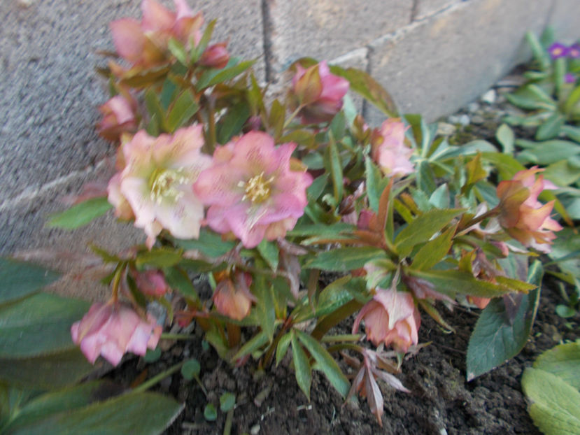  - HELLEBORUS 2020-2021-2022