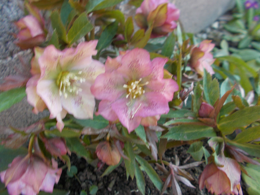  - HELLEBORUS 2020-2021-2022