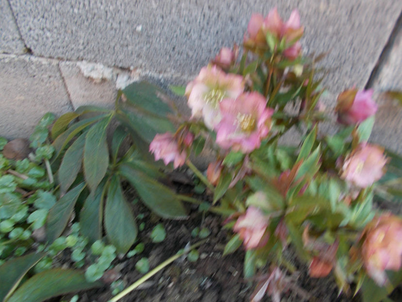 - HELLEBORUS 2020-2021-2022
