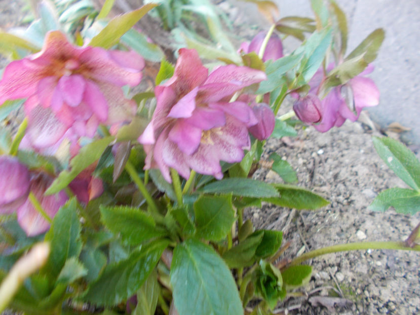  - HELLEBORUS 2020-2021-2022
