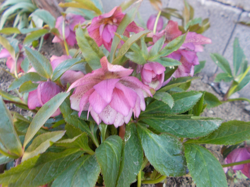  - HELLEBORUS 2020-2021-2022