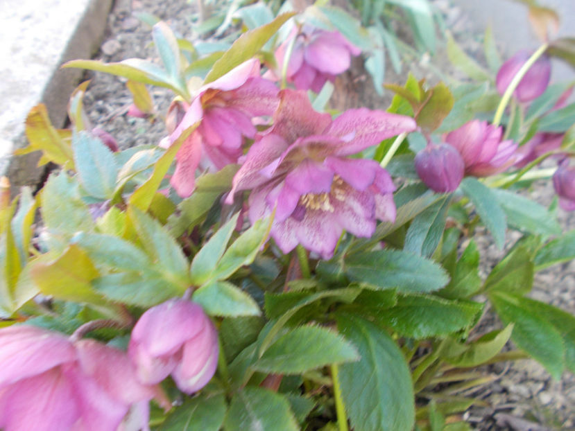  - HELLEBORUS 2020-2021-2022