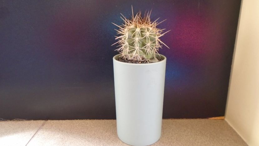 Copiapoa coquimbana (C. pendulina), ), KK1394, Coquimbo, Chile - Cactusi 2022